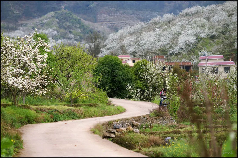 【春天,广西桂林灌阳县向您发出邀请!】我们在灌阳看梨花 - 游山玩水 - 南充生活社区 - 南充28生活网 nanchong.28life.com