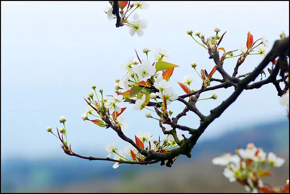 【春天,广西桂林灌阳县向您发出邀请!】我们在灌阳看梨花 - 游山玩水 - 南充生活社区 - 南充28生活网 nanchong.28life.com