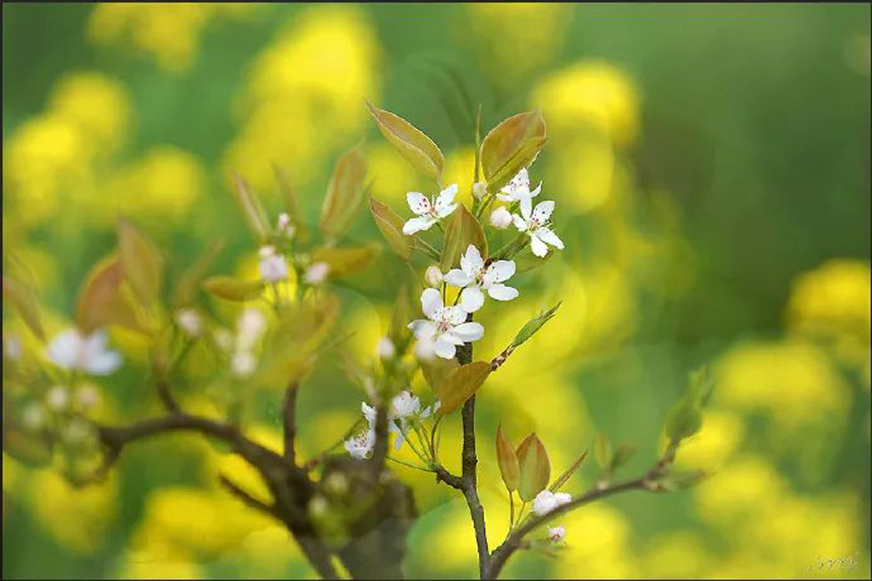【春天,广西桂林灌阳县向您发出邀请!】我们在灌阳看梨花 - 游山玩水 - 南充生活社区 - 南充28生活网 nanchong.28life.com