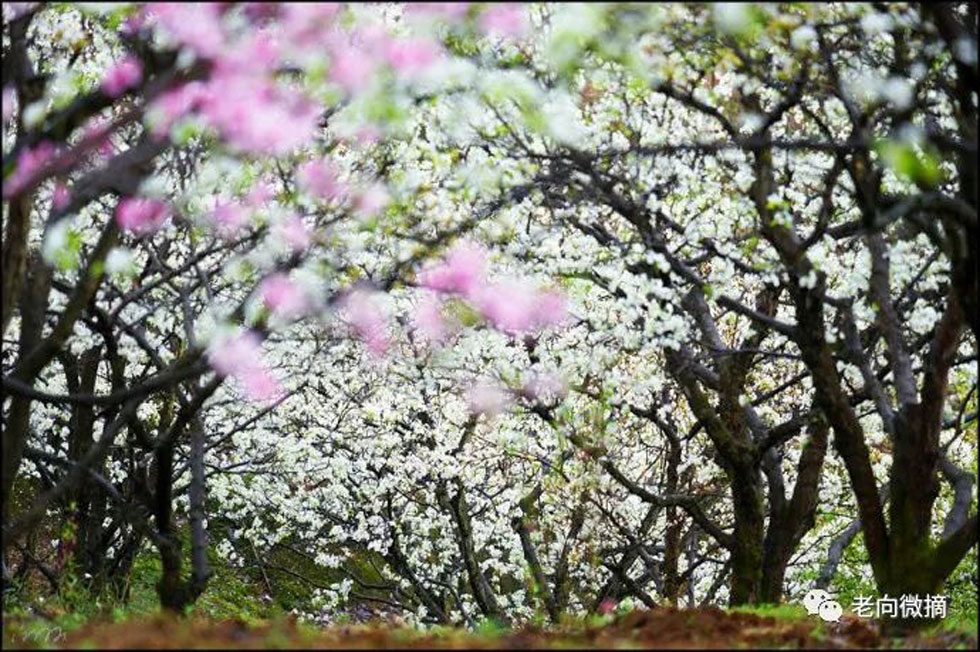 【春天,广西桂林灌阳县向您发出邀请!】我们在灌阳看梨花 - 游山玩水 - 南充生活社区 - 南充28生活网 nanchong.28life.com