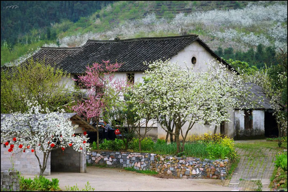 【春天,广西桂林灌阳县向您发出邀请!】我们在灌阳看梨花 - 游山玩水 - 南充生活社区 - 南充28生活网 nanchong.28life.com