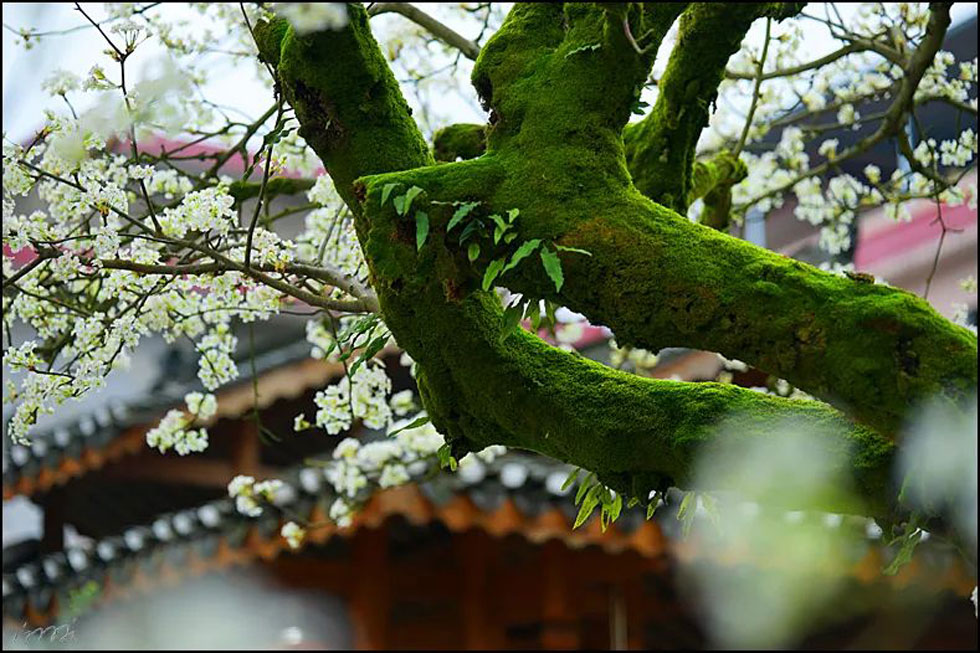 【春天,广西桂林灌阳县向您发出邀请!】我们在灌阳看梨花 - 游山玩水 - 南充生活社区 - 南充28生活网 nanchong.28life.com