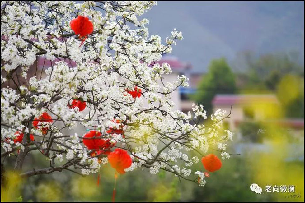 【春天,广西桂林灌阳县向您发出邀请!】我们在灌阳看梨花 - 游山玩水 - 南充生活社区 - 南充28生活网 nanchong.28life.com