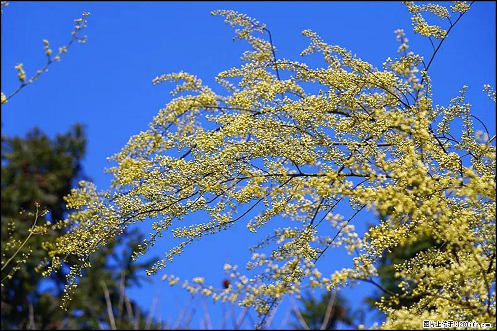 【春天，广西桂林灌阳县向您发出邀请！】米珠山前有片山苍子花在飘香 - 游山玩水 - 南充生活社区 - 南充28生活网 nanchong.28life.com