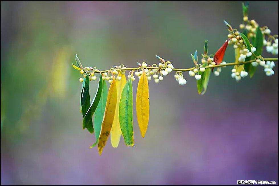 【春天，广西桂林灌阳县向您发出邀请！】米珠山前有片山苍子花在飘香 - 游山玩水 - 南充生活社区 - 南充28生活网 nanchong.28life.com