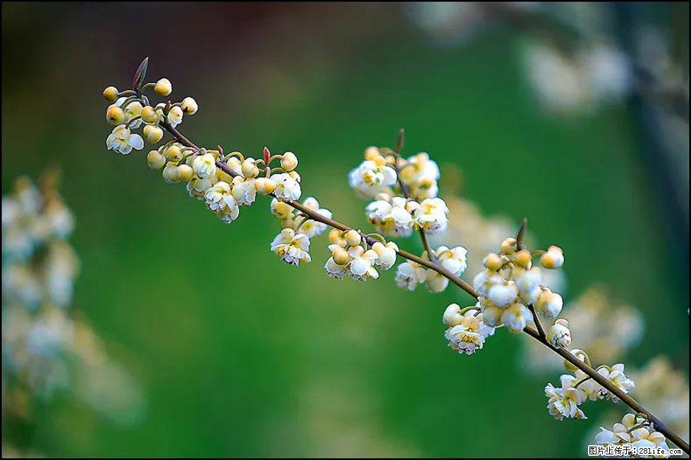 【春天，广西桂林灌阳县向您发出邀请！】米珠山前有片山苍子花在飘香 - 游山玩水 - 南充生活社区 - 南充28生活网 nanchong.28life.com