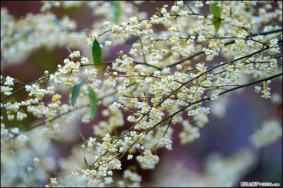 【春天，广西桂林灌阳县向您发出邀请！】米珠山前有片山苍子花在飘香 - 游山玩水 - 南充生活社区 - 南充28生活网 nanchong.28life.com