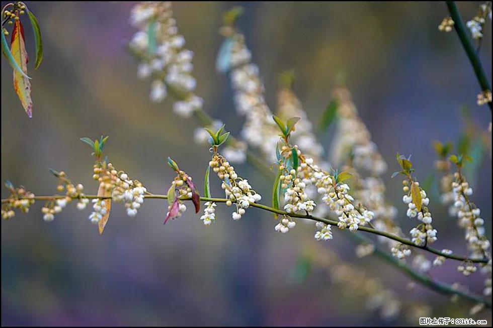 【春天，广西桂林灌阳县向您发出邀请！】米珠山前有片山苍子花在飘香 - 游山玩水 - 南充生活社区 - 南充28生活网 nanchong.28life.com