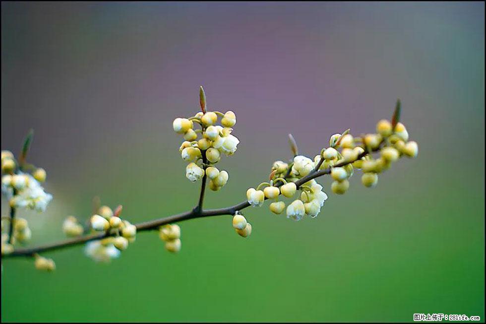 【春天，广西桂林灌阳县向您发出邀请！】米珠山前有片山苍子花在飘香 - 游山玩水 - 南充生活社区 - 南充28生活网 nanchong.28life.com