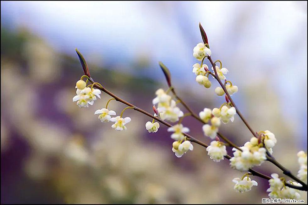 【春天，广西桂林灌阳县向您发出邀请！】米珠山前有片山苍子花在飘香 - 游山玩水 - 南充生活社区 - 南充28生活网 nanchong.28life.com