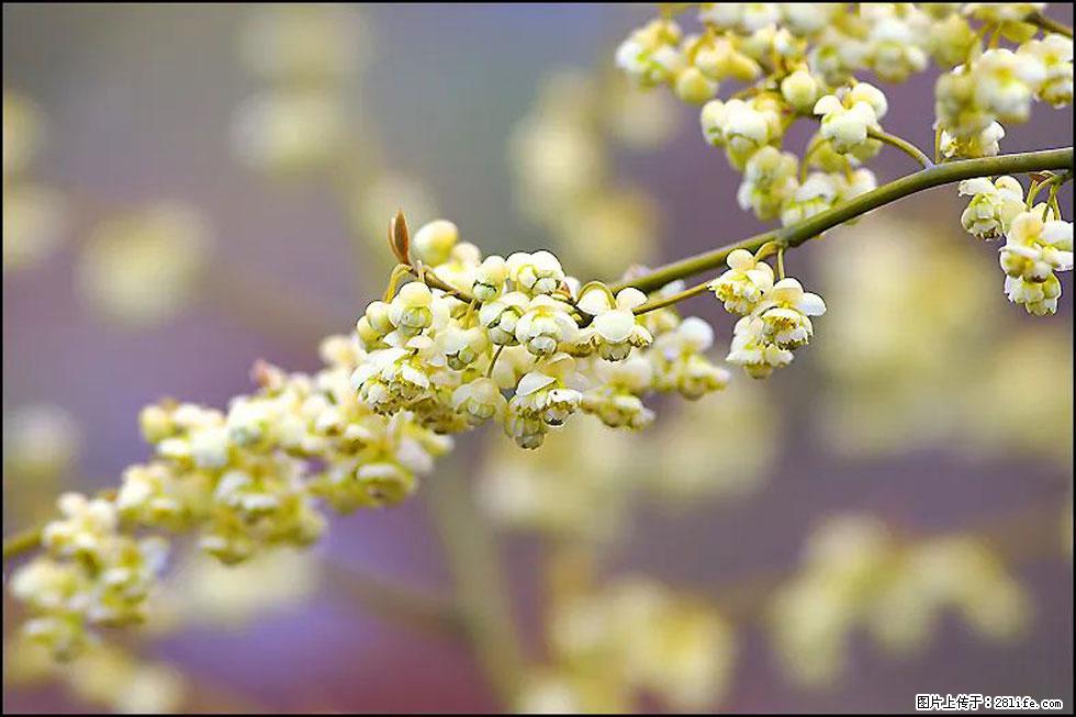 【春天，广西桂林灌阳县向您发出邀请！】米珠山前有片山苍子花在飘香 - 游山玩水 - 南充生活社区 - 南充28生活网 nanchong.28life.com