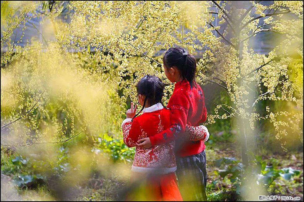 【春天，广西桂林灌阳县向您发出邀请！】米珠山前有片山苍子花在飘香 - 游山玩水 - 南充生活社区 - 南充28生活网 nanchong.28life.com