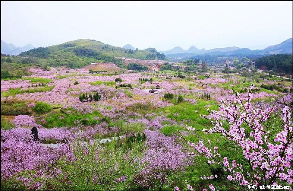 【春天，广西桂林灌阳县向您发出邀请！】官庄村有个醉美的桃花园 - 游山玩水 - 南充生活社区 - 南充28生活网 nanchong.28life.com