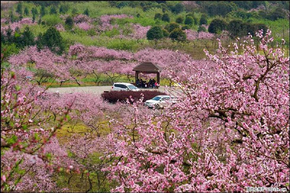 【春天，广西桂林灌阳县向您发出邀请！】官庄村有个醉美的桃花园 - 游山玩水 - 南充生活社区 - 南充28生活网 nanchong.28life.com