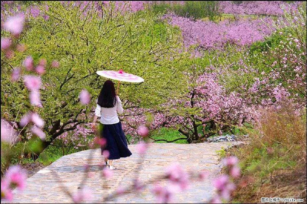 【春天，广西桂林灌阳县向您发出邀请！】官庄村有个醉美的桃花园 - 游山玩水 - 南充生活社区 - 南充28生活网 nanchong.28life.com