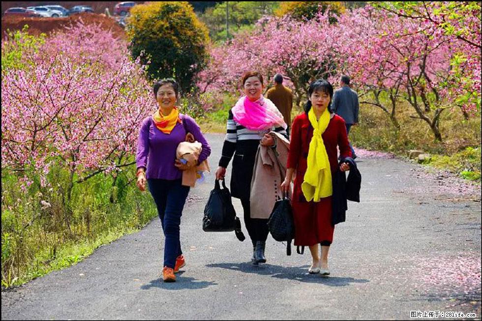 【春天，广西桂林灌阳县向您发出邀请！】官庄村有个醉美的桃花园 - 游山玩水 - 南充生活社区 - 南充28生活网 nanchong.28life.com