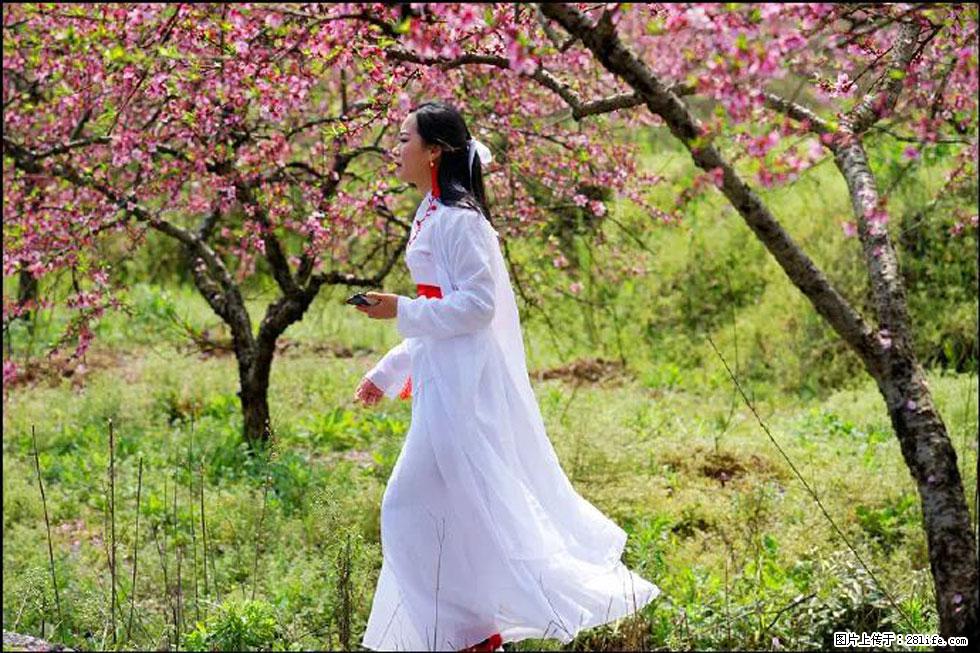 【春天，广西桂林灌阳县向您发出邀请！】官庄村有个醉美的桃花园 - 游山玩水 - 南充生活社区 - 南充28生活网 nanchong.28life.com