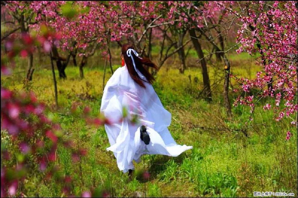 【春天，广西桂林灌阳县向您发出邀请！】官庄村有个醉美的桃花园 - 游山玩水 - 南充生活社区 - 南充28生活网 nanchong.28life.com