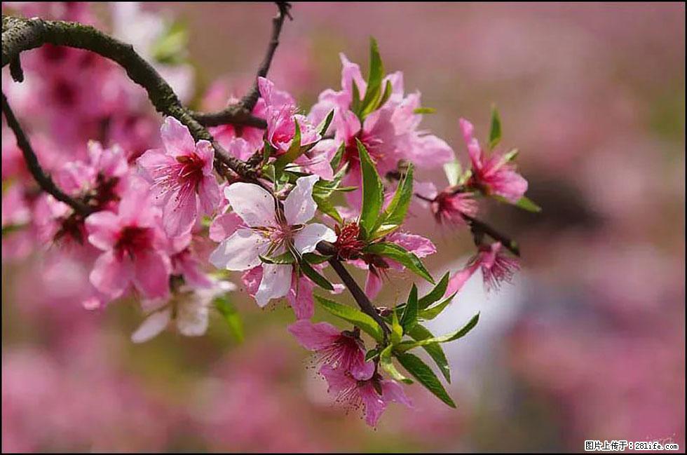 【春天，广西桂林灌阳县向您发出邀请！】官庄村有个醉美的桃花园 - 游山玩水 - 南充生活社区 - 南充28生活网 nanchong.28life.com