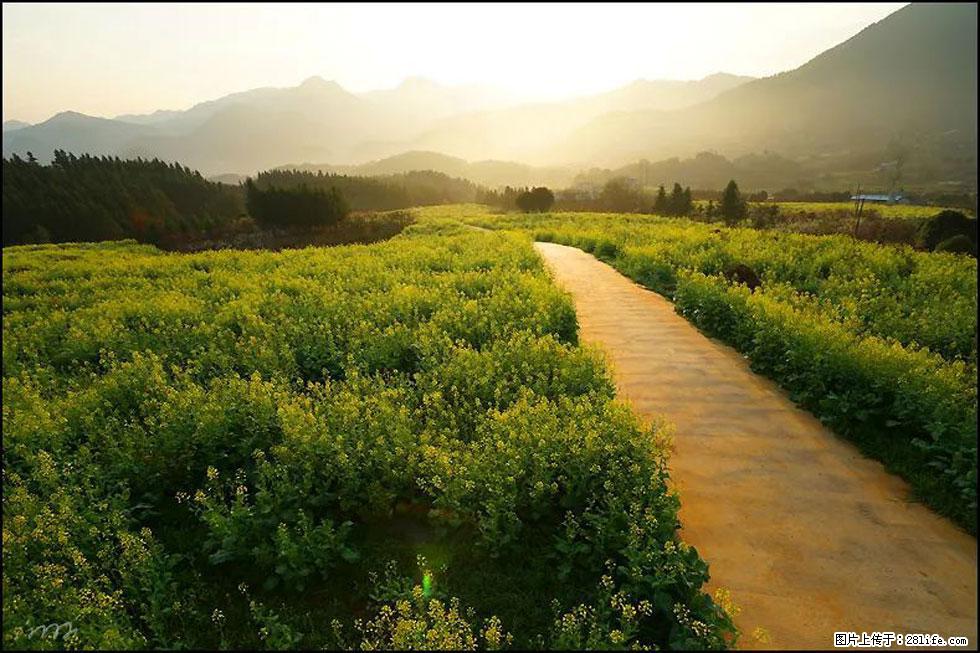 【春天,广西桂林灌阳县向您发出邀请!】长坪村油菜盛情花开 - 游山玩水 - 南充生活社区 - 南充28生活网 nanchong.28life.com