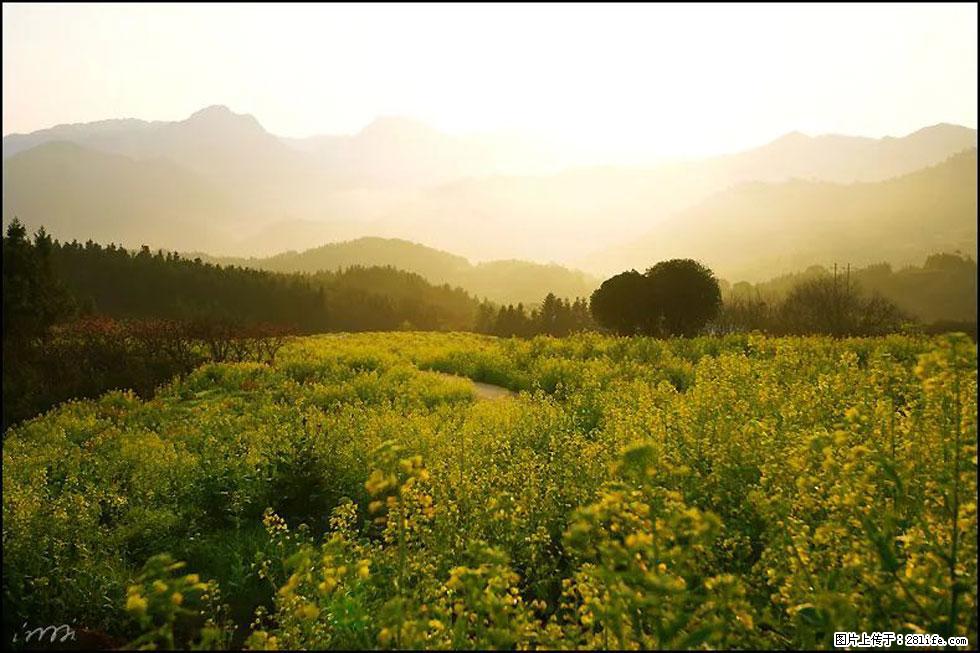 【春天,广西桂林灌阳县向您发出邀请!】长坪村油菜盛情花开 - 游山玩水 - 南充生活社区 - 南充28生活网 nanchong.28life.com