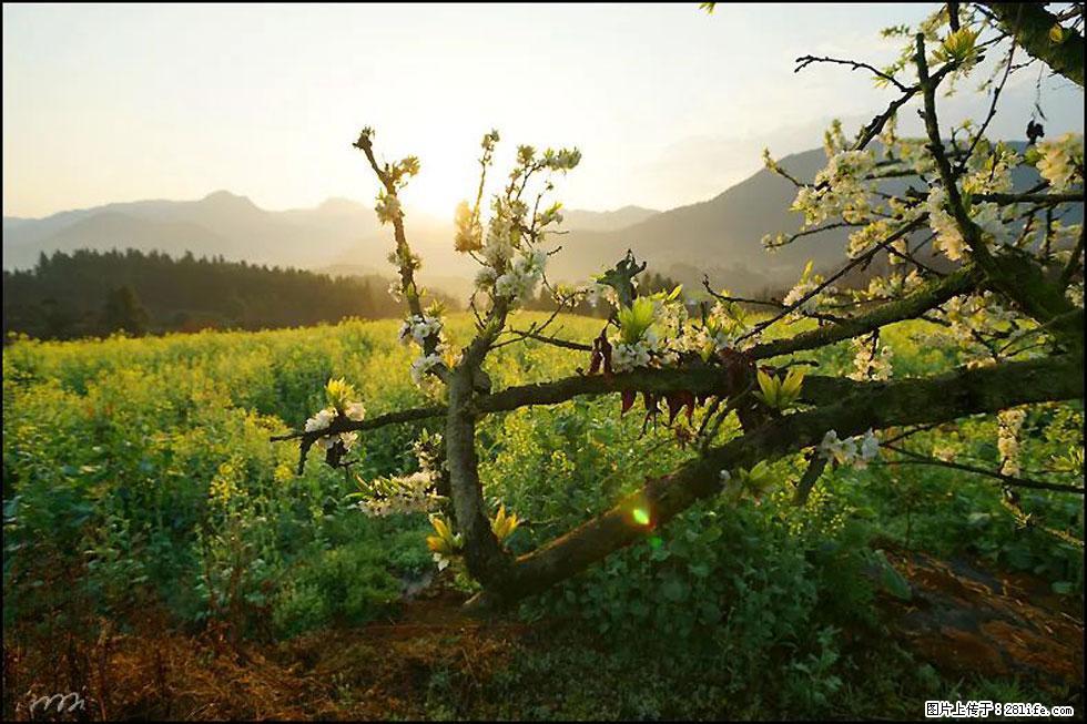 【春天,广西桂林灌阳县向您发出邀请!】长坪村油菜盛情花开 - 游山玩水 - 南充生活社区 - 南充28生活网 nanchong.28life.com