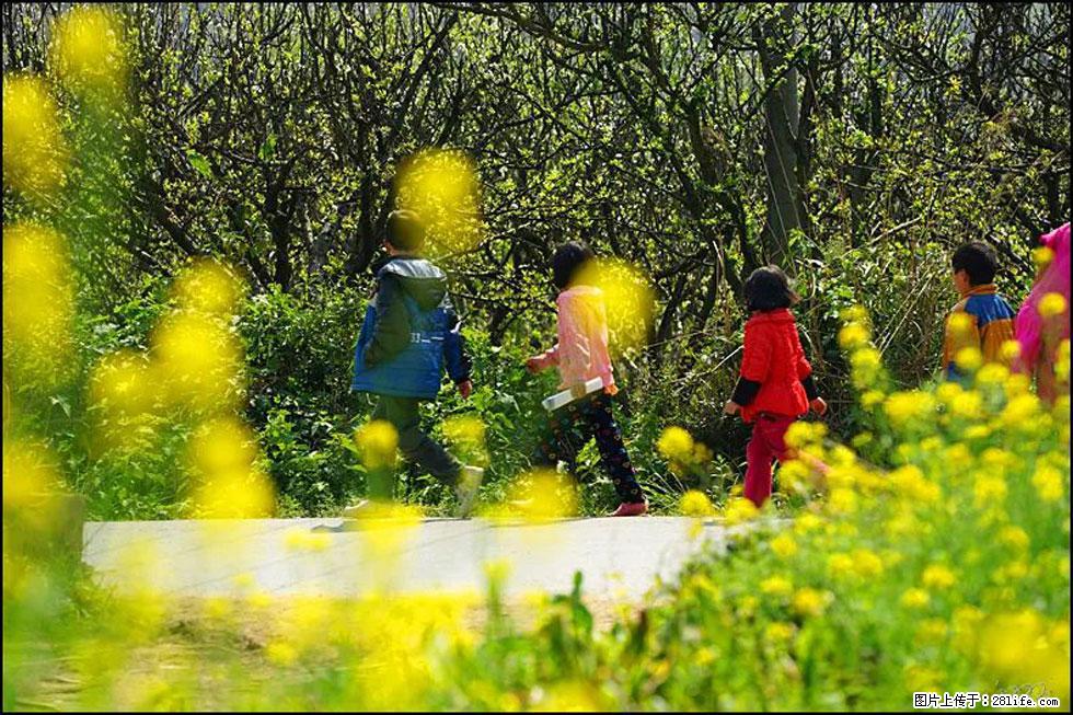 【春天,广西桂林灌阳县向您发出邀请!】长坪村油菜盛情花开 - 游山玩水 - 南充生活社区 - 南充28生活网 nanchong.28life.com