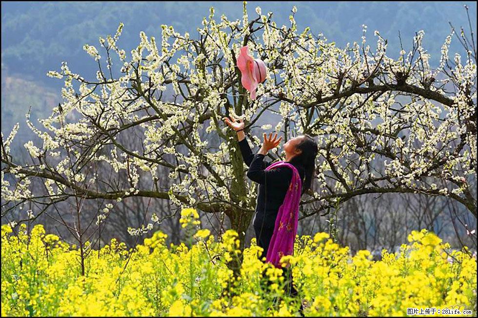 【春天,广西桂林灌阳县向您发出邀请!】长坪村油菜盛情花开 - 游山玩水 - 南充生活社区 - 南充28生活网 nanchong.28life.com