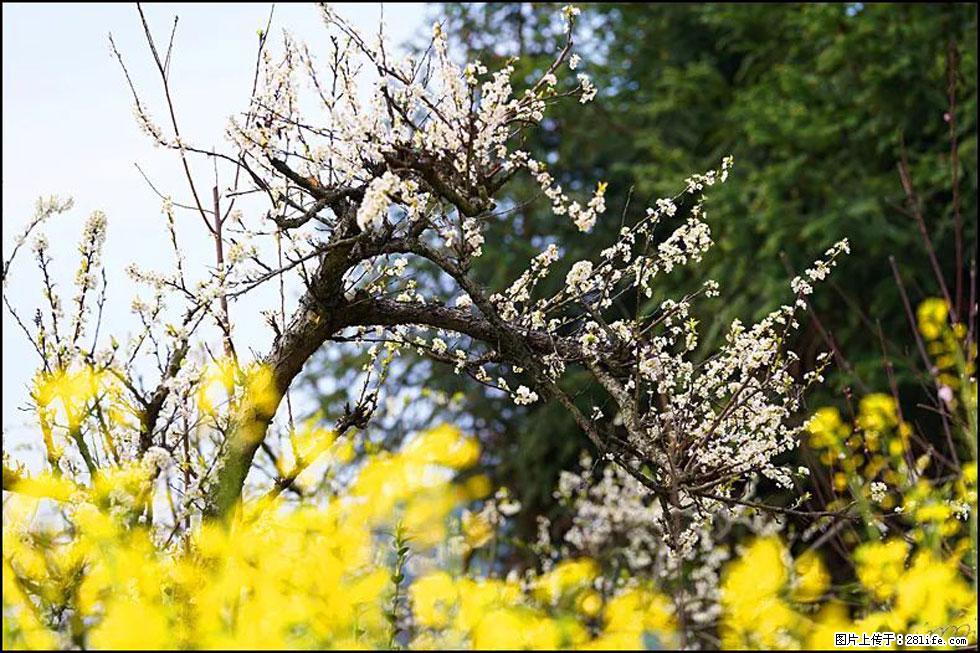 【春天,广西桂林灌阳县向您发出邀请!】长坪村油菜盛情花开 - 游山玩水 - 南充生活社区 - 南充28生活网 nanchong.28life.com