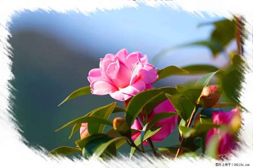 【春天，广西桂林灌阳县向您发出邀请！】杨柳井茶花惹人爱 - 游山玩水 - 南充生活社区 - 南充28生活网 nanchong.28life.com