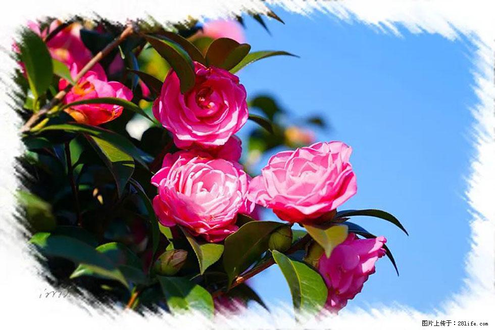 【春天，广西桂林灌阳县向您发出邀请！】杨柳井茶花惹人爱 - 游山玩水 - 南充生活社区 - 南充28生活网 nanchong.28life.com