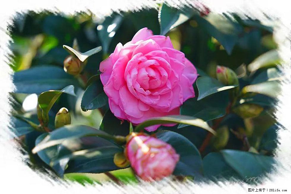 【春天，广西桂林灌阳县向您发出邀请！】杨柳井茶花惹人爱 - 游山玩水 - 南充生活社区 - 南充28生活网 nanchong.28life.com