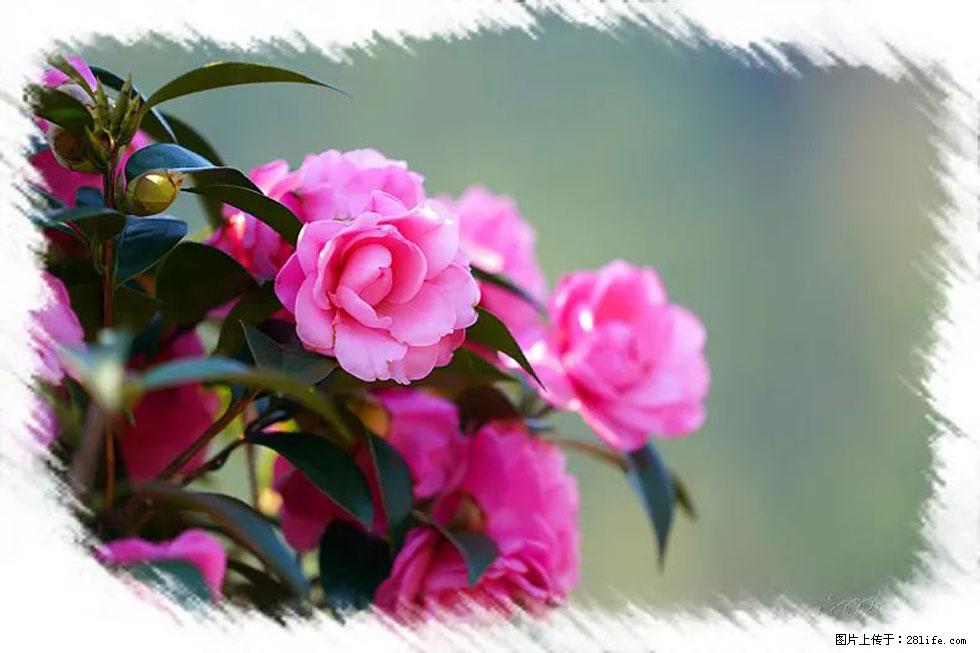 【春天，广西桂林灌阳县向您发出邀请！】杨柳井茶花惹人爱 - 游山玩水 - 南充生活社区 - 南充28生活网 nanchong.28life.com