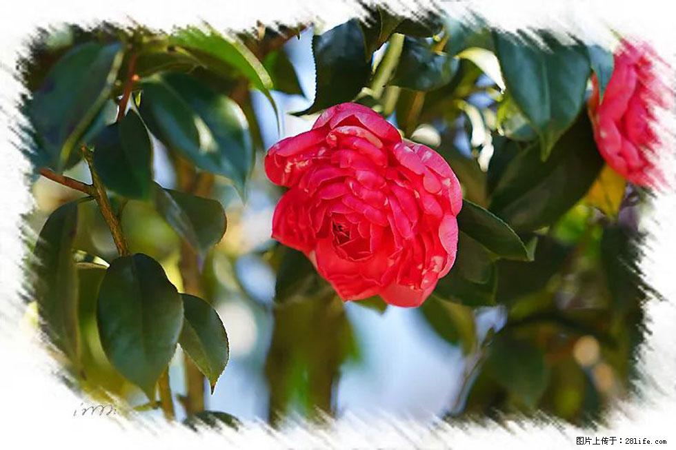 【春天，广西桂林灌阳县向您发出邀请！】杨柳井茶花惹人爱 - 游山玩水 - 南充生活社区 - 南充28生活网 nanchong.28life.com