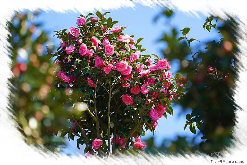 【春天，广西桂林灌阳县向您发出邀请！】杨柳井茶花惹人爱 - 游山玩水 - 南充生活社区 - 南充28生活网 nanchong.28life.com