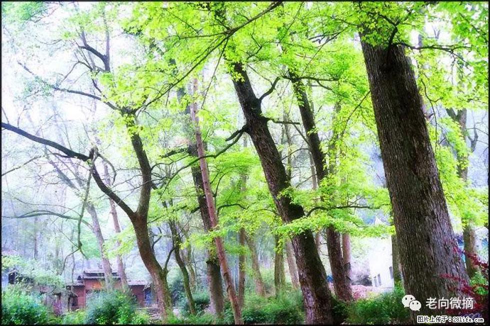 【春天,广西桂林灌阳县向您发出邀请!】在小龙村与春天约会 - 游山玩水 - 南充生活社区 - 南充28生活网 nanchong.28life.com