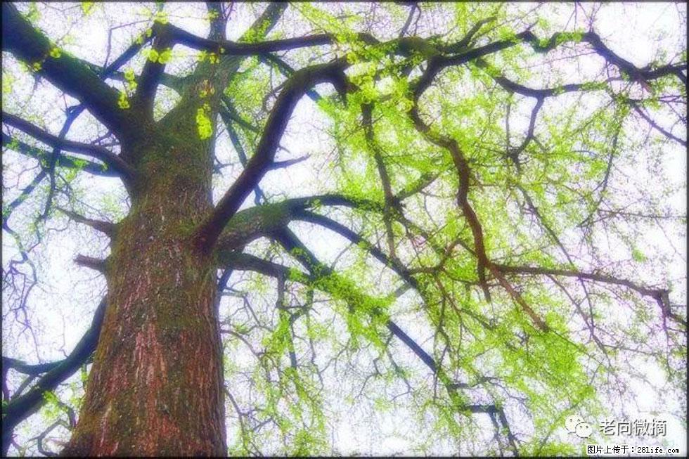 【春天,广西桂林灌阳县向您发出邀请!】在小龙村与春天约会 - 游山玩水 - 南充生活社区 - 南充28生活网 nanchong.28life.com