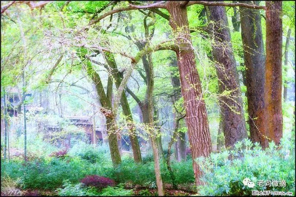 【春天,广西桂林灌阳县向您发出邀请!】在小龙村与春天约会 - 游山玩水 - 南充生活社区 - 南充28生活网 nanchong.28life.com