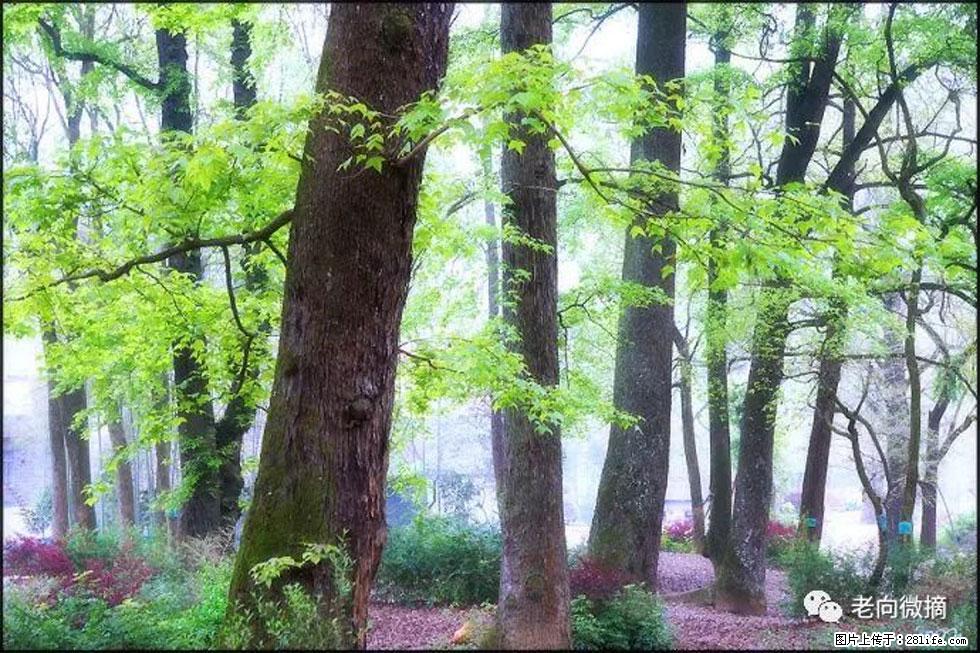 【春天,广西桂林灌阳县向您发出邀请!】在小龙村与春天约会 - 游山玩水 - 南充生活社区 - 南充28生活网 nanchong.28life.com