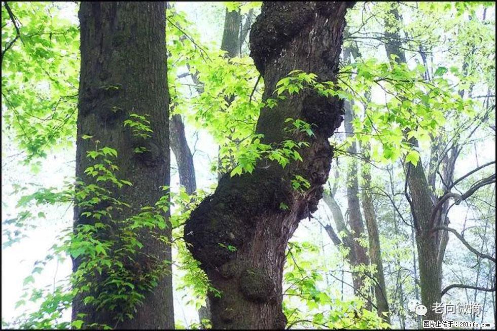 【春天,广西桂林灌阳县向您发出邀请!】在小龙村与春天约会 - 游山玩水 - 南充生活社区 - 南充28生活网 nanchong.28life.com