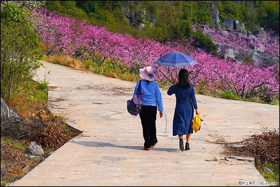 【春天,广西桂林灌阳县向您发出邀请!】望月岭上桃花开 - 游山玩水 - 南充生活社区 - 南充28生活网 nanchong.28life.com
