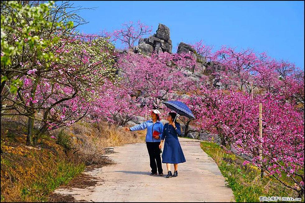 【春天,广西桂林灌阳县向您发出邀请!】望月岭上桃花开 - 游山玩水 - 南充生活社区 - 南充28生活网 nanchong.28life.com