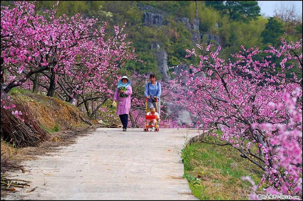 【春天,广西桂林灌阳县向您发出邀请!】望月岭上桃花开 - 游山玩水 - 南充生活社区 - 南充28生活网 nanchong.28life.com