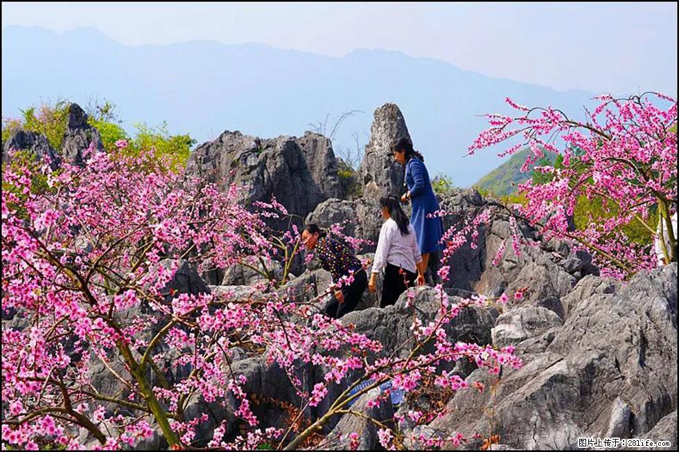 【春天,广西桂林灌阳县向您发出邀请!】望月岭上桃花开 - 游山玩水 - 南充生活社区 - 南充28生活网 nanchong.28life.com