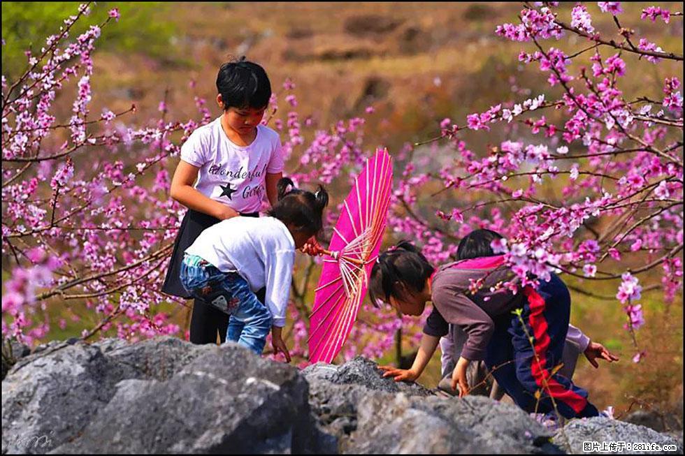 【春天,广西桂林灌阳县向您发出邀请!】望月岭上桃花开 - 游山玩水 - 南充生活社区 - 南充28生活网 nanchong.28life.com