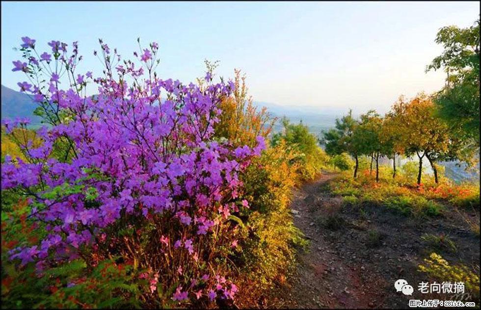【春天,广西桂林灌阳县向您发出邀请!】登麒麟山,相约映山红 - 游山玩水 - 南充生活社区 - 南充28生活网 nanchong.28life.com