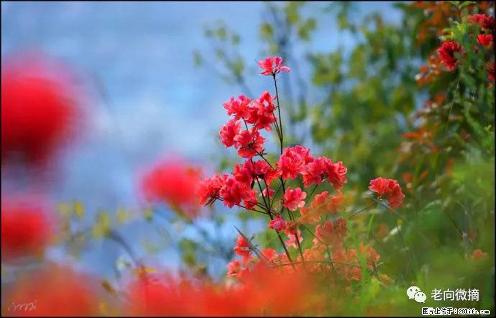 【春天,广西桂林灌阳县向您发出邀请!】登麒麟山,相约映山红 - 游山玩水 - 南充生活社区 - 南充28生活网 nanchong.28life.com