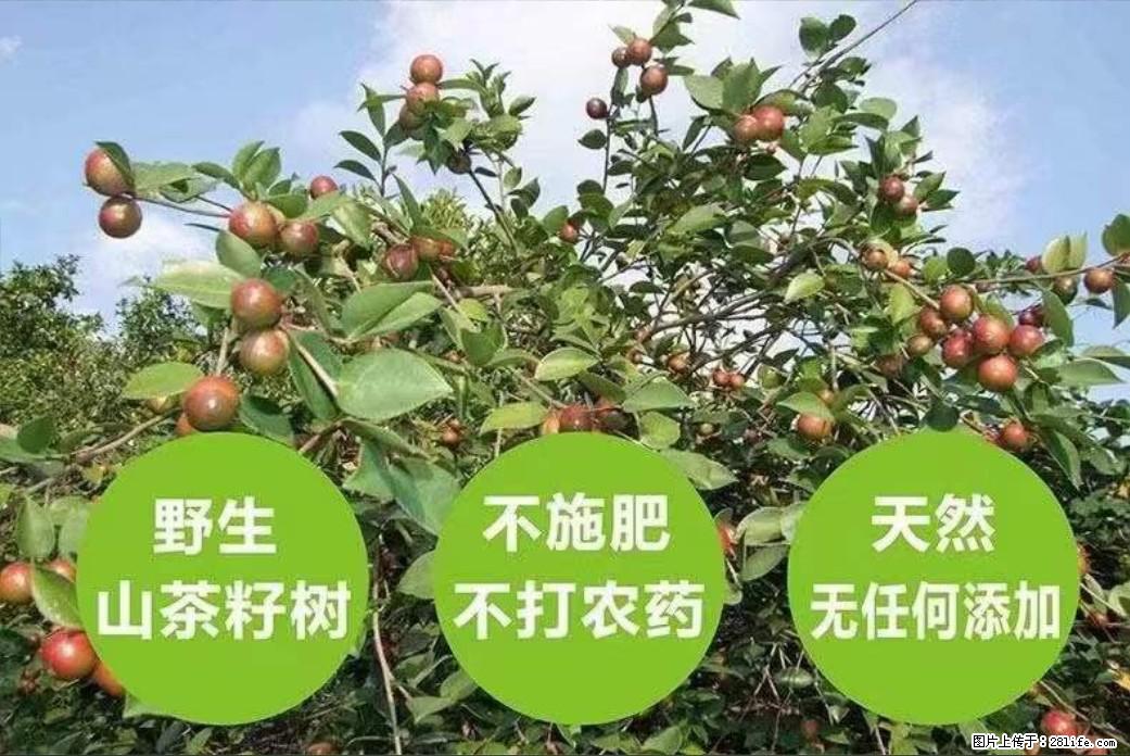 【灌阳县油茶产业示范区】一个有着充实的精神生活的人,对待身外之物自会有一种淡泊的态度 - 土特产 - 饮食特产 - 南充分类信息 - 南充28生活网 nanchong.28life.com
