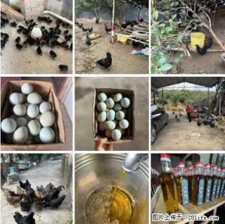 油茶园从小鸡仔开始养起的纯土鸡、土鸡蛋可以预定啦!还有前几天刚榨的纯山茶油哦 - 南充28生活网 nanchong.28life.com