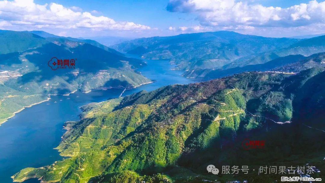 时间果百年古树龙珠普洱生茶 - 购物交流 - 南充生活社区 - 南充28生活网 nanchong.28life.com